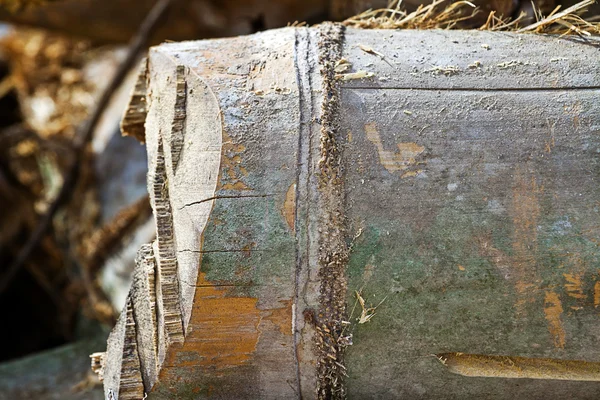 乾燥竹の背景 — ストック写真
