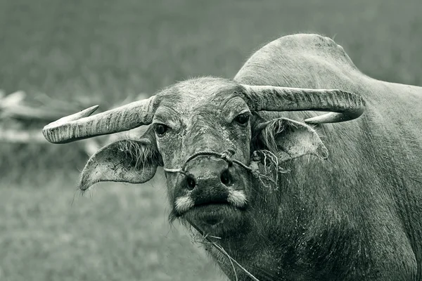 Bøfler. Buffalo calf in field, Thailand . – stockfoto