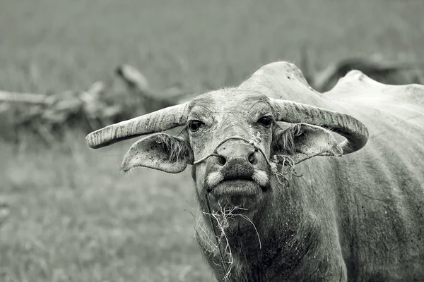 Bøfler. Buffalo calf in field, Thailand . – stockfoto