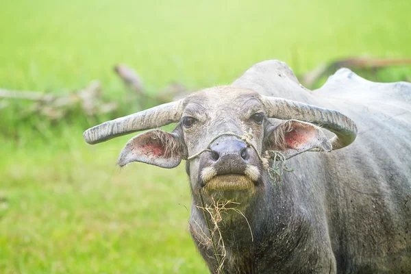 Bøfler. Buffalo calf in field, Thailand . – stockfoto