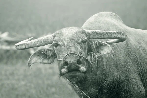 Buffalo. Buffalo calf in field, Thailand. — Stock Photo, Image
