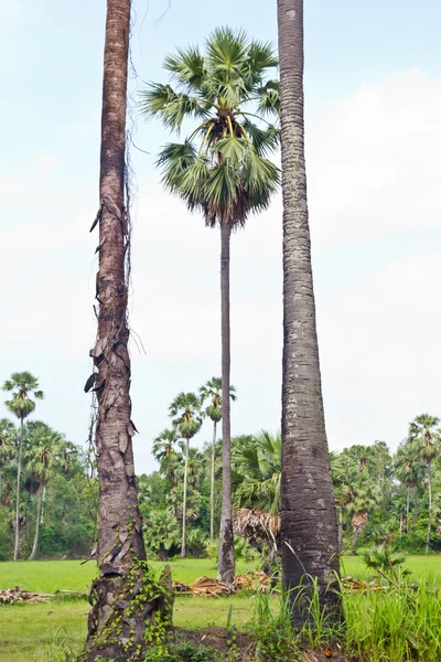 Cukru palmy otoczone ryżowe pole — Zdjęcie stockowe