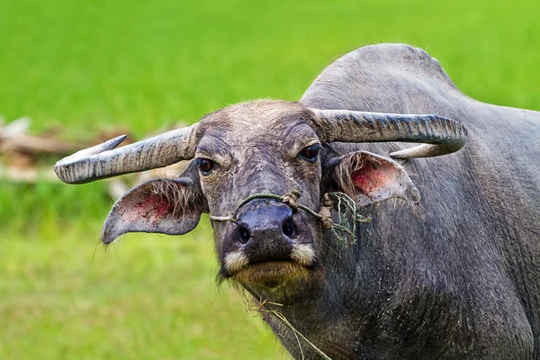 Баффало. Баффало теленок в поле, Таиланд . — стоковое фото