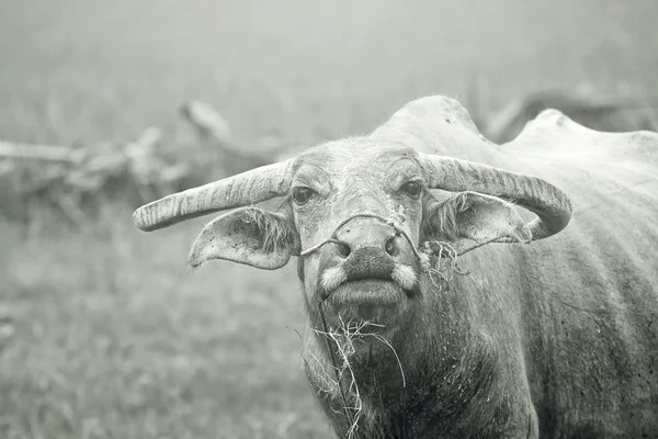 バッファロー。フィールド、タイでバッファローの子牛. — ストック写真