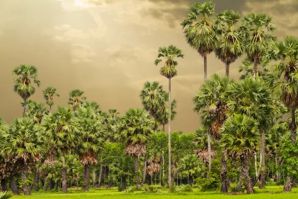 Suiker palmbomen omgeven met rijst veld — Stockfoto