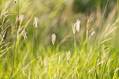 çayır üzerinde gündoğumu ile güzel kırsal manzara