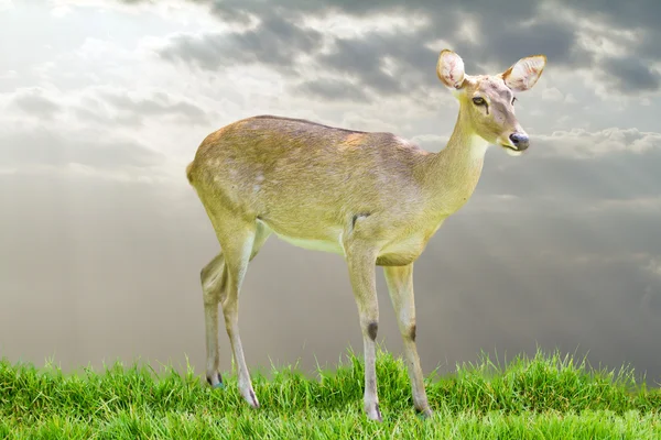 Siamese Eld's deer — Stock Photo, Image