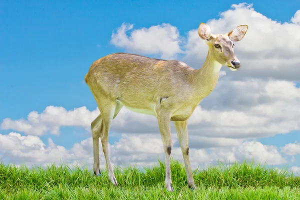 Siamese Eld's deer — Stock Photo, Image