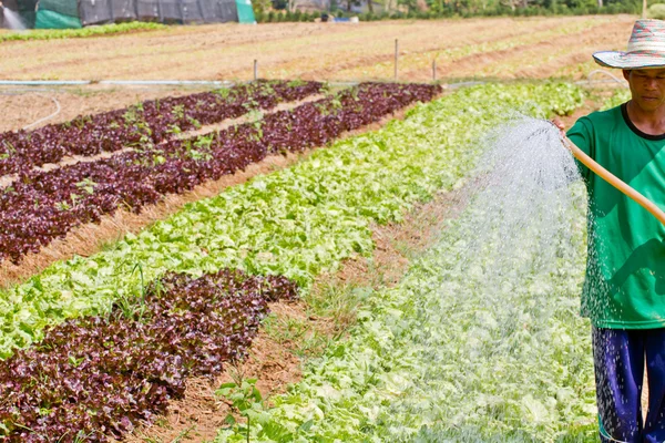 Homem que molha na horta orgânica — Fotografia de Stock