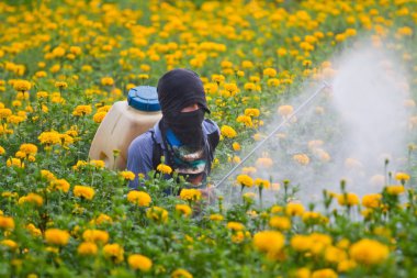 Pesticides in the garden marigold. clipart