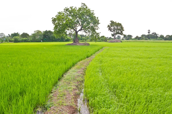 Campo de arroz — Foto de Stock