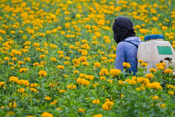 Pesticides in the garden marigold. — Stock Photo, Image
