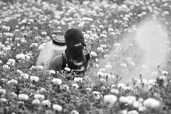 Pesticides in the garden marigold. — Stock Photo, Image