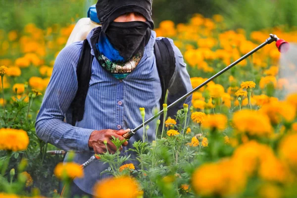 Pesticides in the garden marigold. — Stock Photo, Image