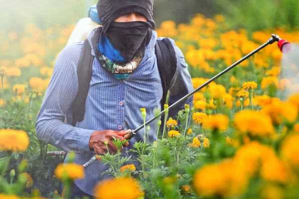 Pesticidas no calêndula jardim . — Fotografia de Stock