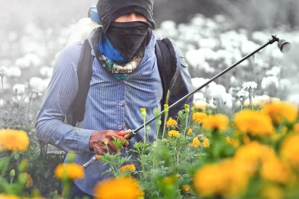 Pestizide im Garten Ringelblume. — Stockfoto