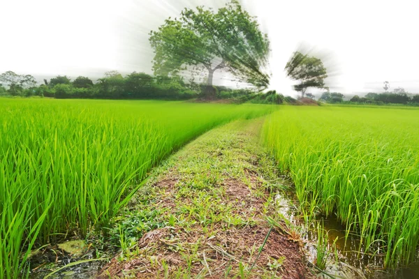 Campo de arroz — Foto de Stock