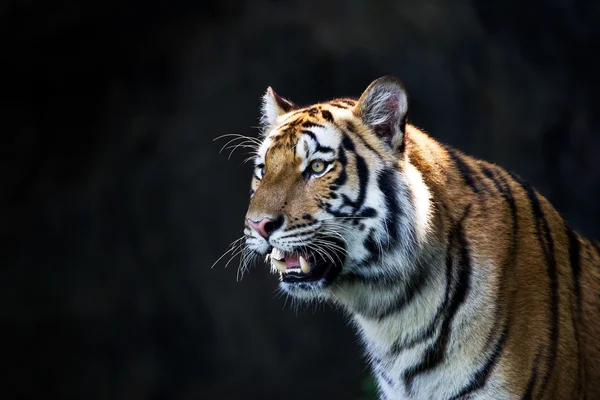 Portret amur tygrysy — Zdjęcie stockowe