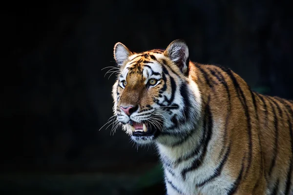 amur Kaplanları portresi