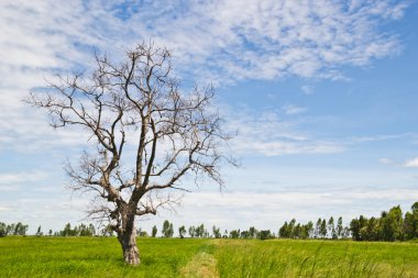Kez Thaila paddy alanlarında görülen ölü ağaçlar, kurutulmuş