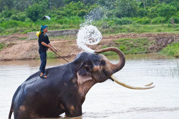 Mahout está limpiando Elefante salpicando con agua mientras toma b —  Fotos de Stock