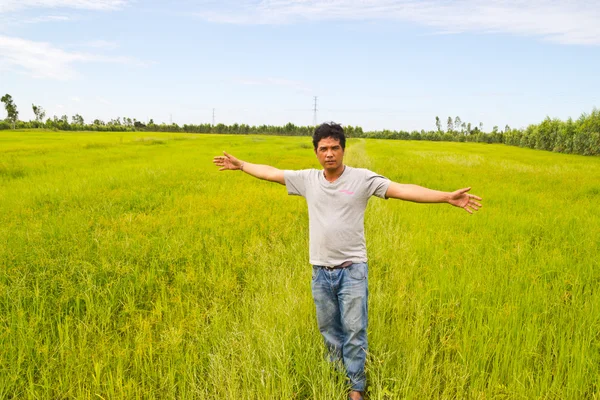 Hombre parado en arroz verde . —  Fotos de Stock