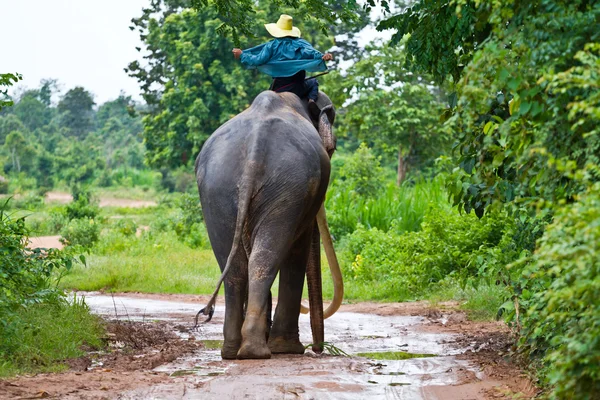 Elefantes y mahouts en la mañana un paisaje natural . — Foto de Stock