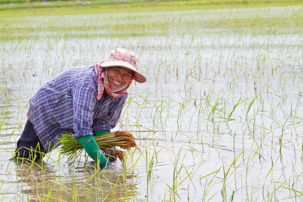 Agricultores de arroz estão retirando as mudas para transplante, Thai — Fotografia de Stock