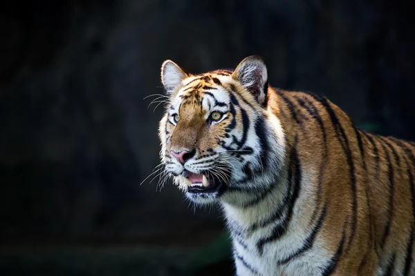 Портрет Амурська тигри — стокове фото