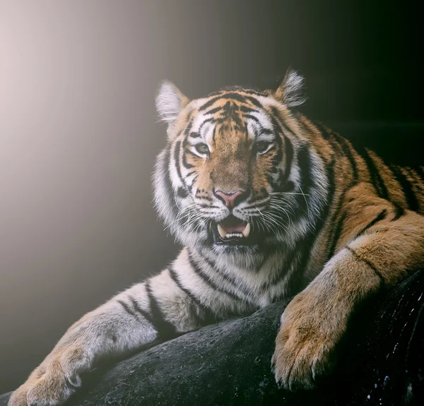 Κόκκινο τίγρη ενηλίκων έχει ένα υπόλοιπο σε ζωολογικό κήπο. — Φωτογραφία Αρχείου