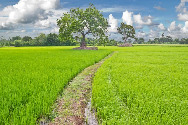 Rijstveld — Stockfoto