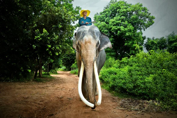Filler ve sabah mahouts bir doğal manzaranın ortasında. — Stok fotoğraf