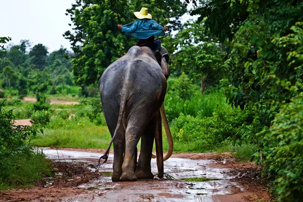 Éléphants et mahouts dans la matinée un paysage naturel . — Photo