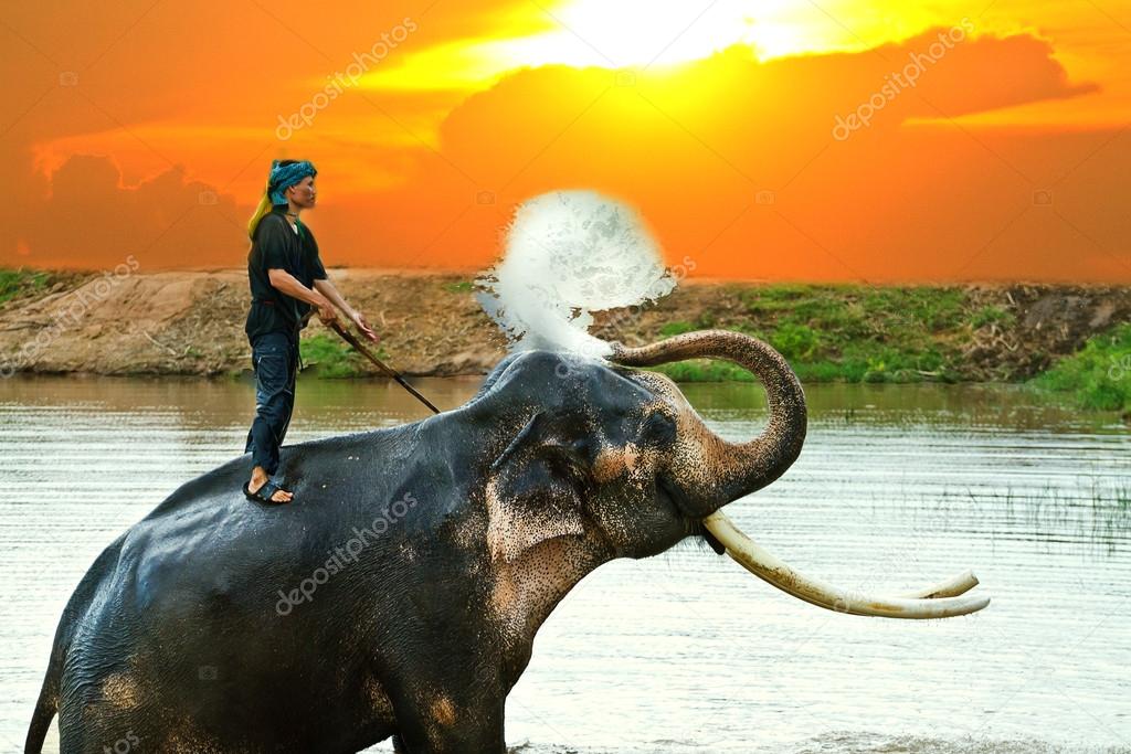 Mahout is cleaning Elephant splashing with water while taking  b