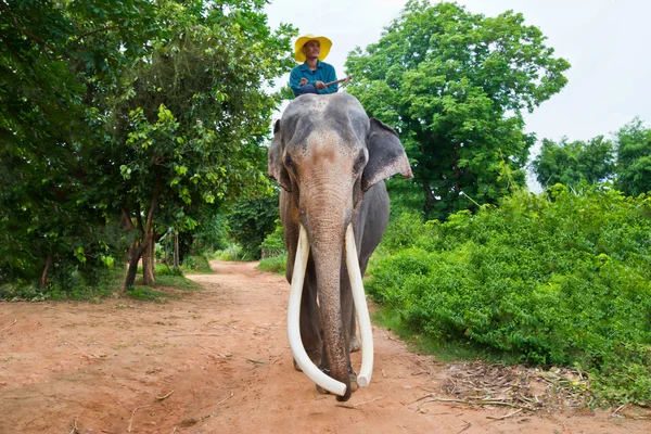 Sloni a mahouts ráno uprostřed přírodní scenérie. — Stock fotografie