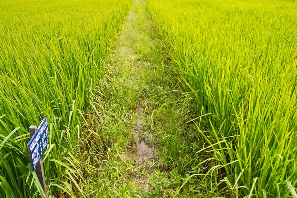 Экспериментальная рисовая ферма (трансгенный тест) ) — стоковое фото