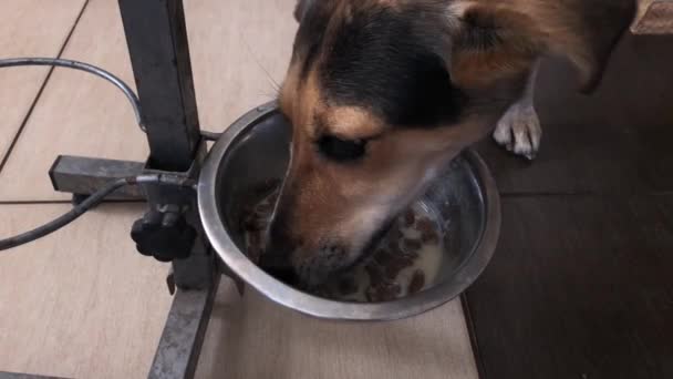 Змішана Порода Собак Їдять Коров Ячу Їжу Металевій Мисці Яка — стокове відео