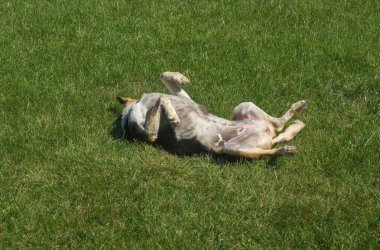 Melez köpek arka bahçede uzanıyor ve hafif bir Eylül güneşi altında dinleniyor.