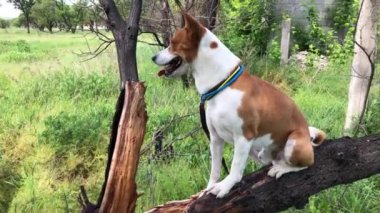 Cesur olgun Basenji köpeği bahar mevsiminde bir ağaç dalında durup hareket ederken etrafına bakıyor.