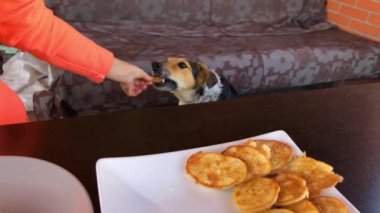Usta kadın masada oturuyor ve krepleri besliyor. Canlı canlı gözleri olan melez bir köpek.