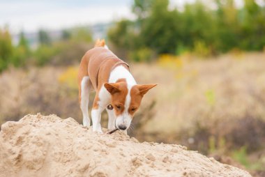 Yung Basenji köpeği kum yığınının üzerinde duran küçük tahta sopayla oynuyor.
