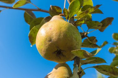 Sonbahar bahçesinde mavi gökyüzüne karşı sallanan olgun organik armutun alttaki görüntüsü 