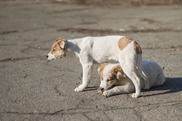 Sonbahar Sokağındaki Iki Sokak Köpeğinin Yavruları Asfaltta Yatıyorlar Sevdiği Kemikle — Stok fotoğraf