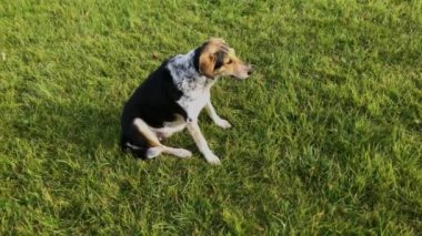 İtaatkar melez dişi köpek yeşil çimenlikteki Usta kadına gider ve Basenji köpeğinin huzurunda onunla oynar.