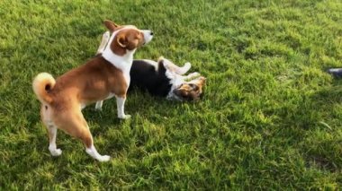 İtaatkar melez dişi köpek Basenji erkek köpeğine nasıl sürüneceğini gösteriyor. 