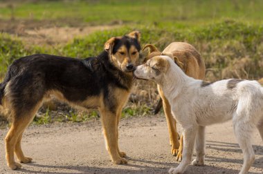 Üç sokak köpeği bahar mevsiminde Ukrayna 'da köy yolunda dikilirken birbirlerinin kokusunu alırlar.