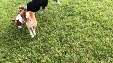 Kraliyet köpeği yeşil çimlerde küçük bir at gibi koşuyor ve onunla oynamaya çalışan melez bir köpek.