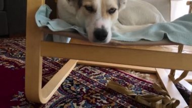 Beyaz melez köpek ana sandalyede tatlı tatlı uyuyor.