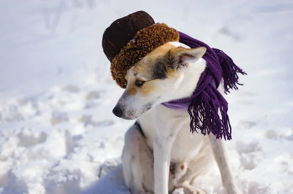Nice Outdoor Portrait White Mixed Breed Dog Wearing Comforter Fur — Fotografia de Stock