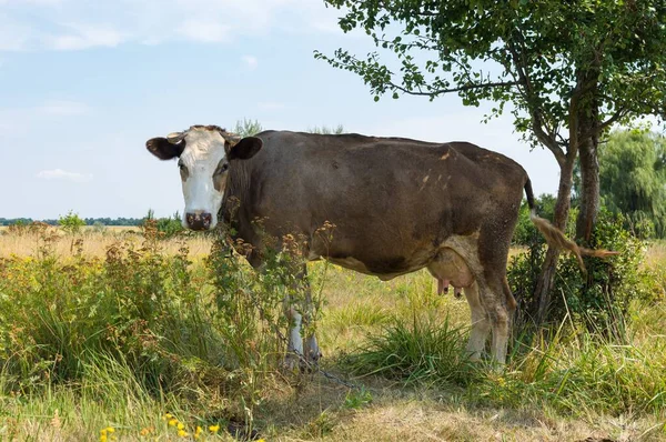 Full Body Portrait Cute Lonely Young Cow Standing Chained Pear — Photo